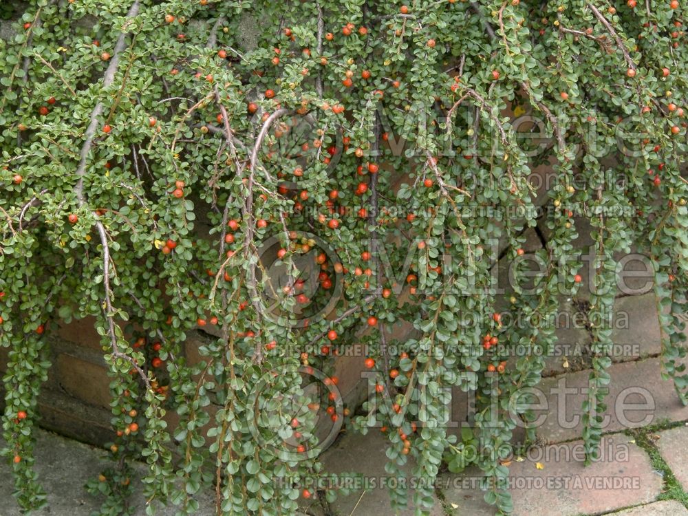 Cotoneaster Hessei (Cranberry) 11