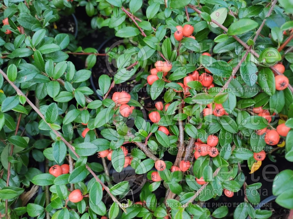 Cotoneaster Coral Beauty (Cranberry) 5