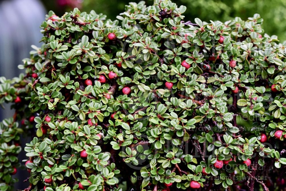 Cotoneaster Strieb's Findling (Cranberry) 2