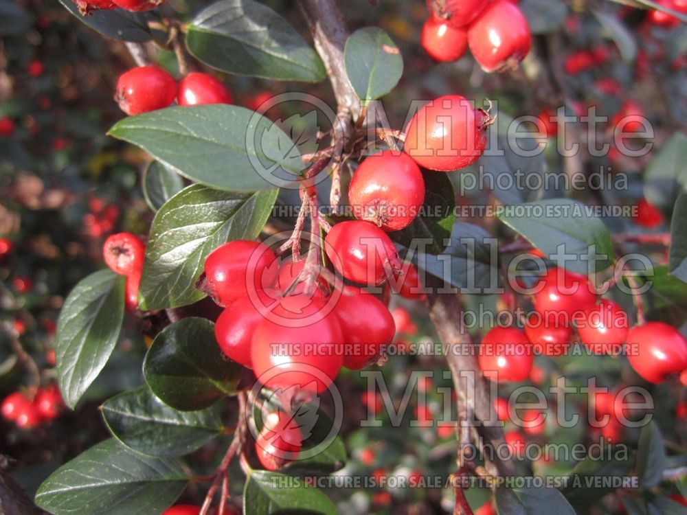 Cotoneaster franchetii (Cranberry) 2