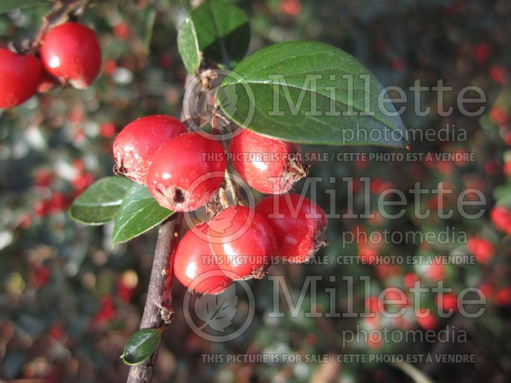 Cotoneaster franchetii (Cranberry) 3