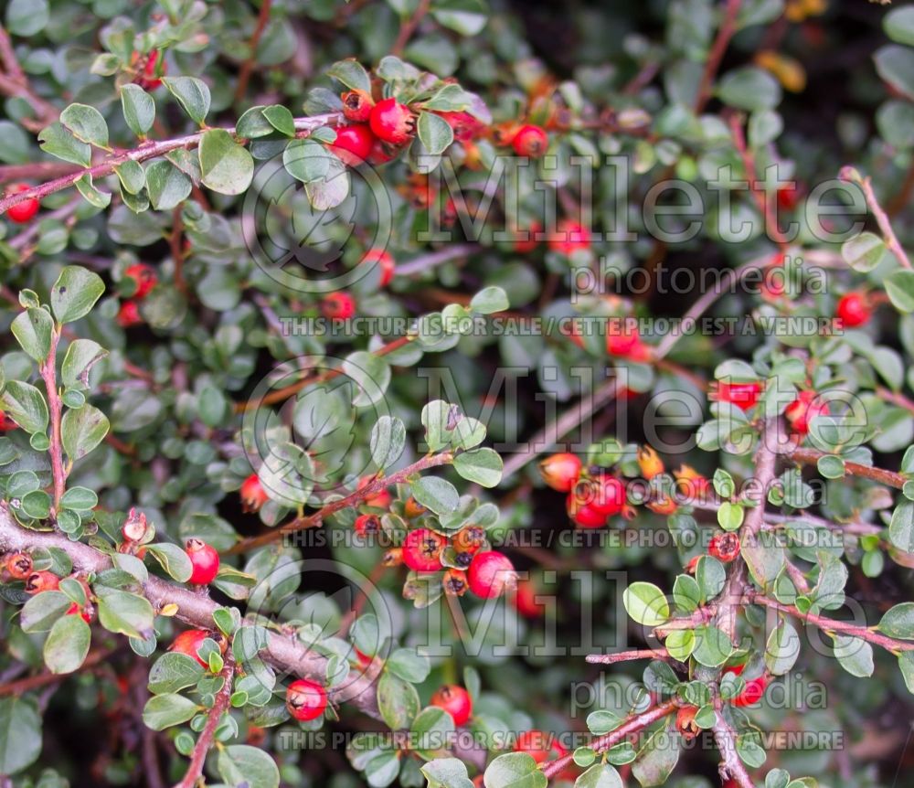 Cotoneaster Hessei (Cranberry) 16
