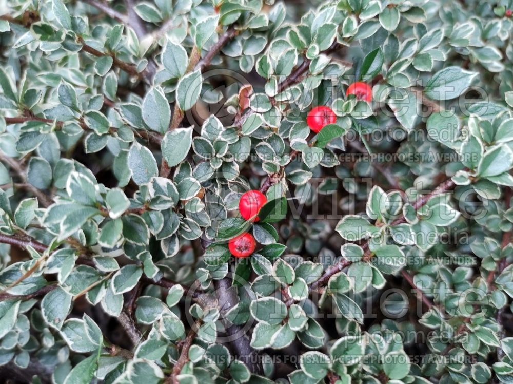 Cotoneaster Variegata (Cranberry) 1