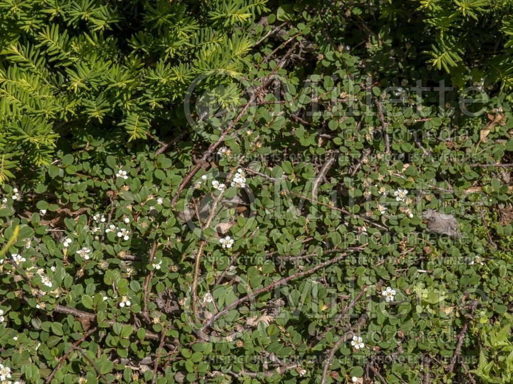 Cotoneaster Little Dipper (Cranberry) 2