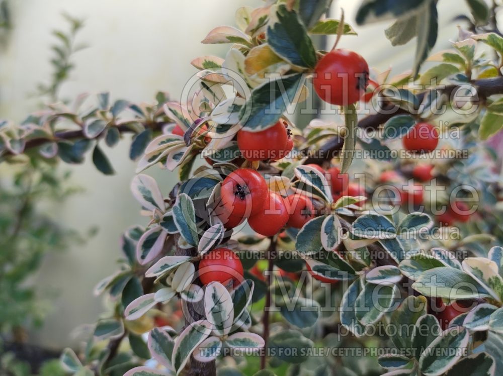 Cotoneaster Juliette (Cranberry) 1