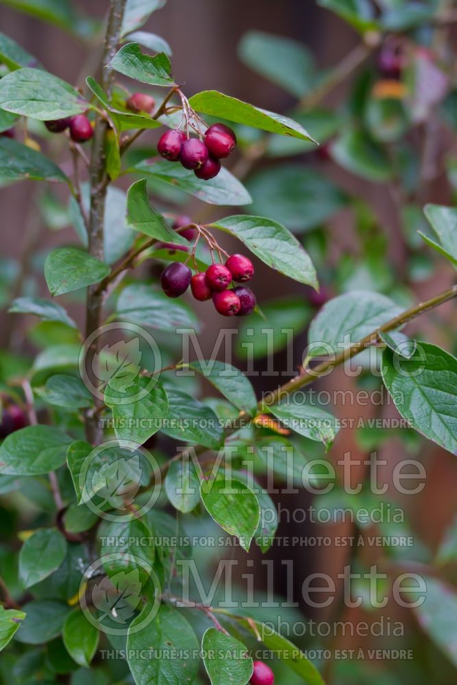 Cotoneaster acutifolia (Cranberry) 1