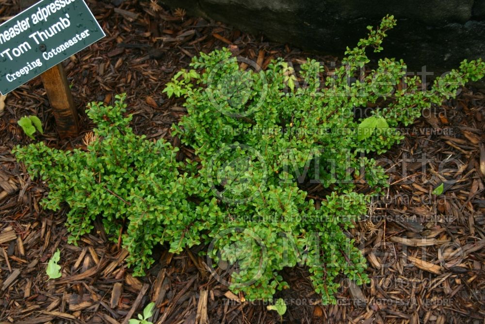 Cotoneaster Tom Thumb (Cranberry Cotonéastre) 5