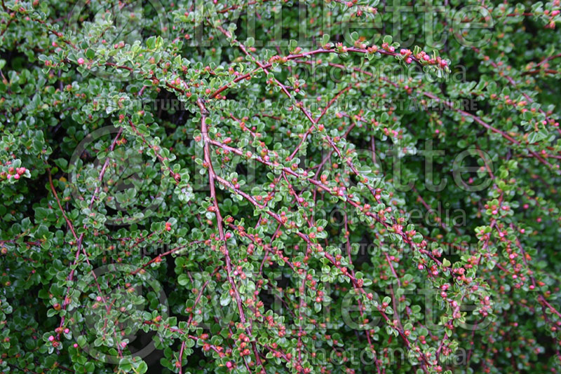 Cotoneaster apiculatus (Cranberry) 1