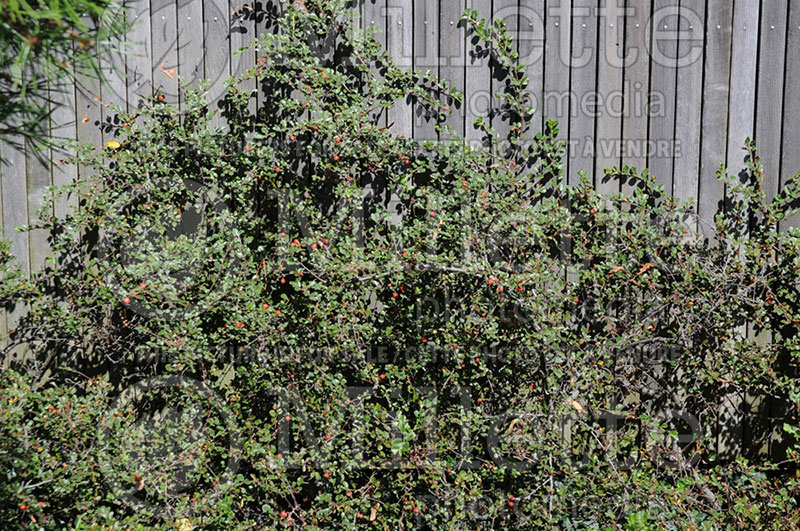 Cotoneaster apiculatus (Cranberry) 2