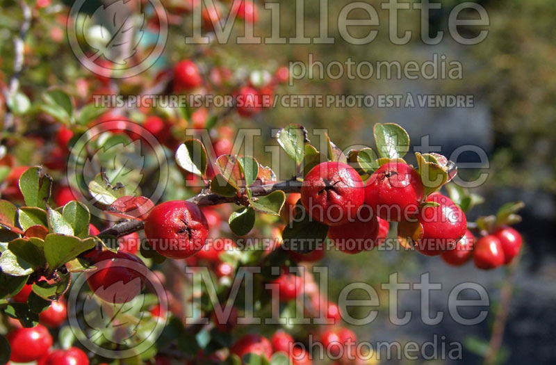 Cotoneaster apiculatus (Cranberry) 3