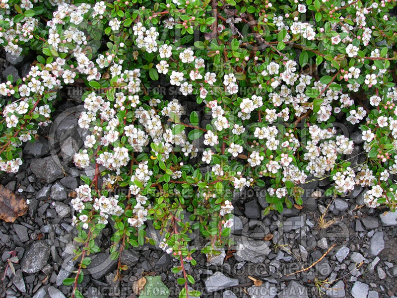 Cotoneaster Coral Beauty (Cranberry) 2