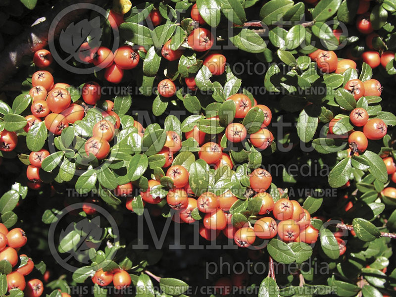 Cotoneaster Coral Beauty (Cranberry) 3