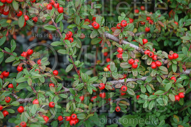 Cotoneaster Lowfast (Cranberry) 1