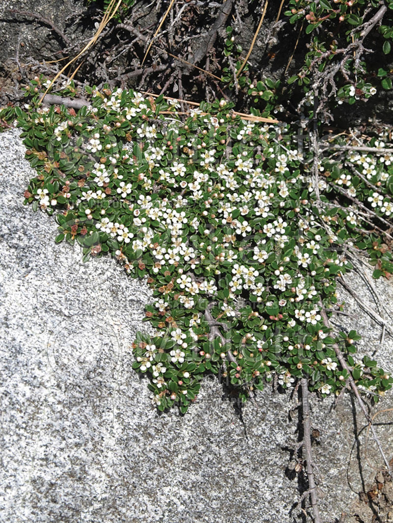 Cotoneaster Mooncreeper (Cranberry) 1