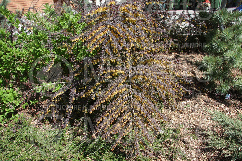 Cotoneaster Hessei (Cranberry) 1