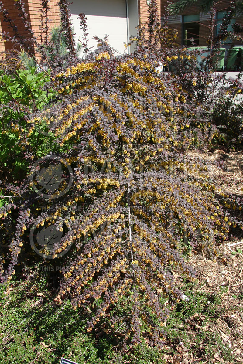 Cotoneaster Hessei (Cranberry) 2