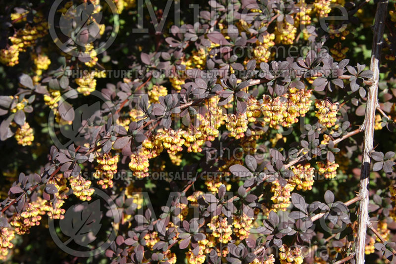 Cotoneaster Hessei (Cranberry) 3