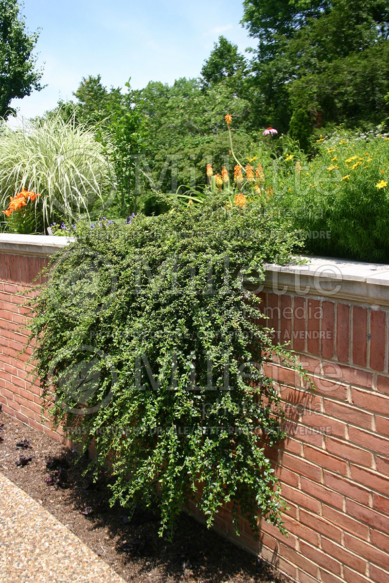 Cotoneaster Coral Beauty (Cranberry) 1