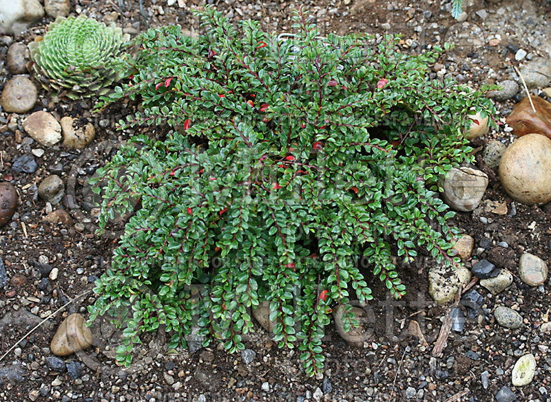 Cotoneaster Tom Thumb (Cranberry Cotonéastre) 1