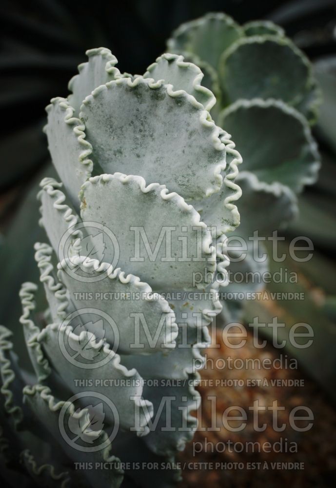 Cotyledon Mucronuta (Silver Ruffles) 1 