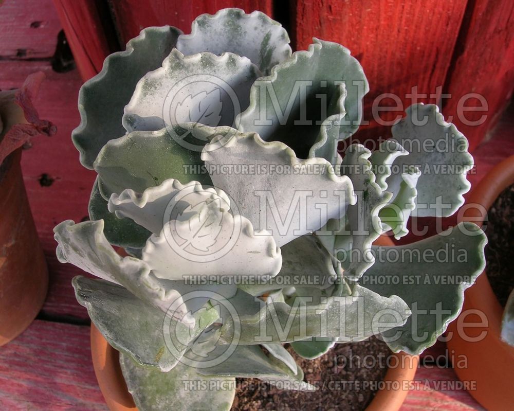 Cotyledon Undulata (Silver Ruffles) 1 