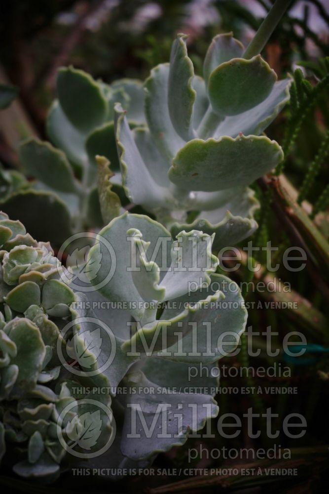 Cotyledon Undulata (Silver Ruffles) 2 