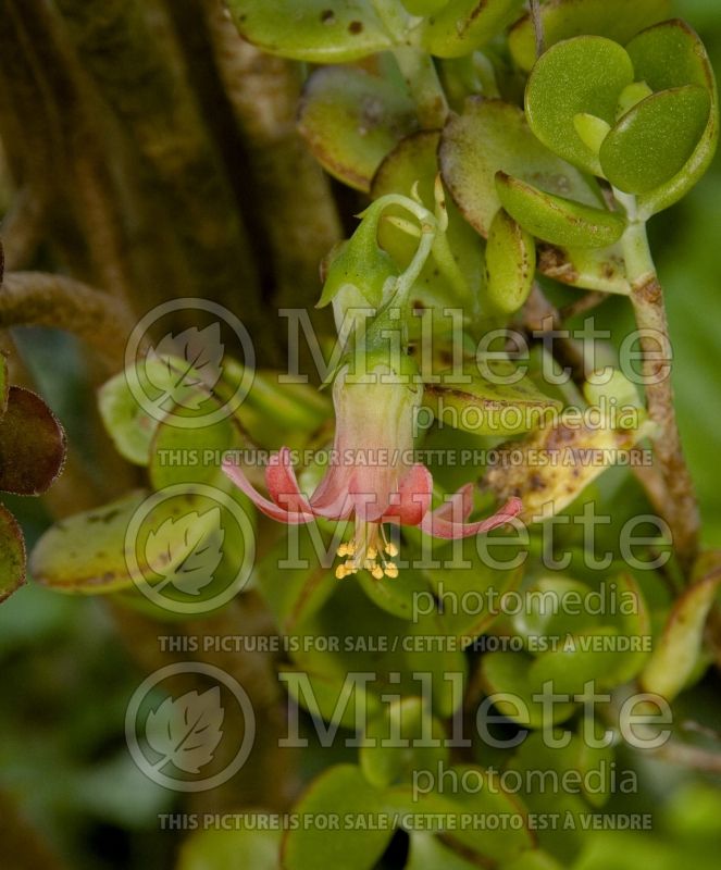 Cotyledon woodii (Cotyledon) 1 