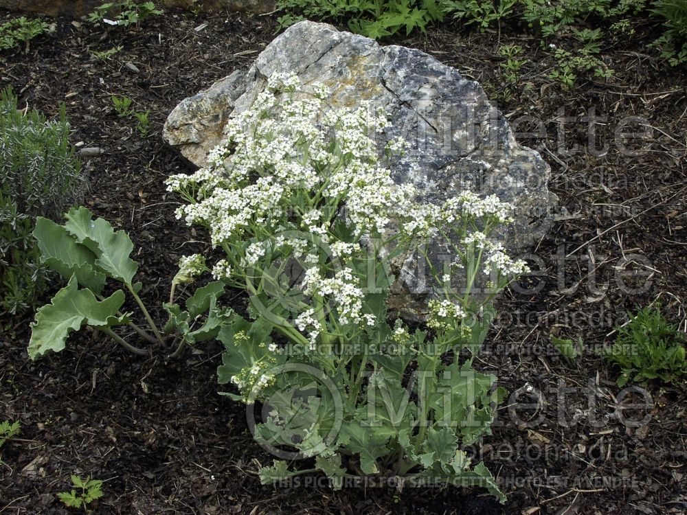 Crambe maritima (Blue Sea Kale) 2