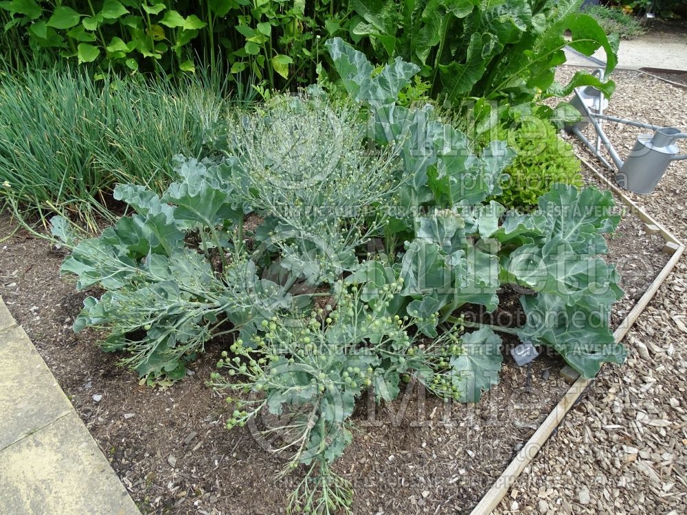 Crambe maritima (Blue Sea Kale) 4