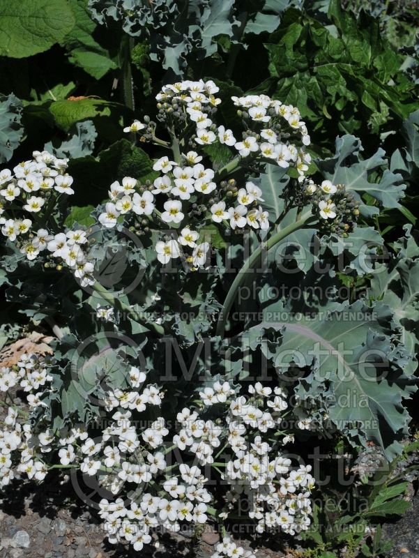 Crambe maritima (Blue Sea Kale) 1