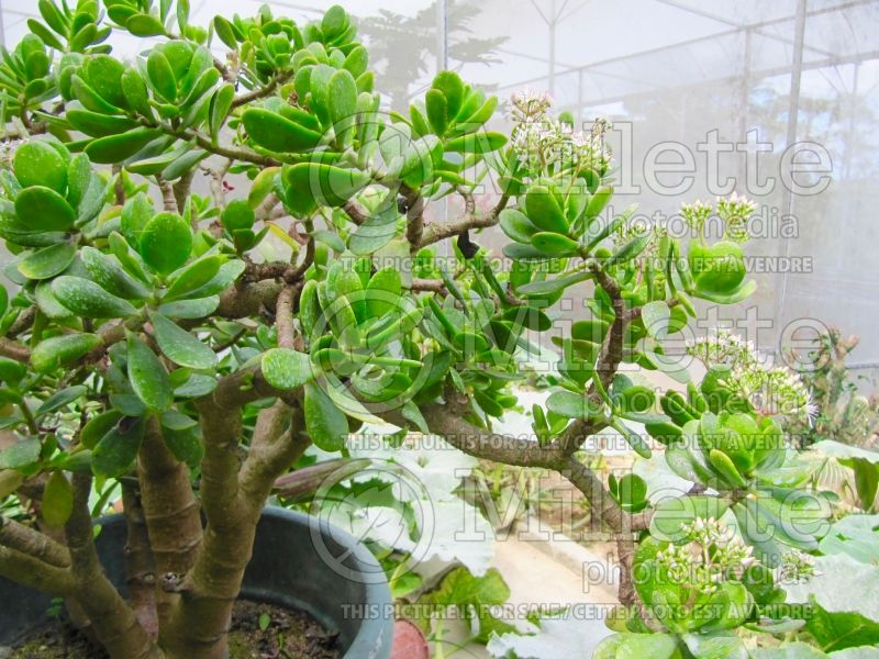 Crassula rubricaulis (red-stem crassula) 2 