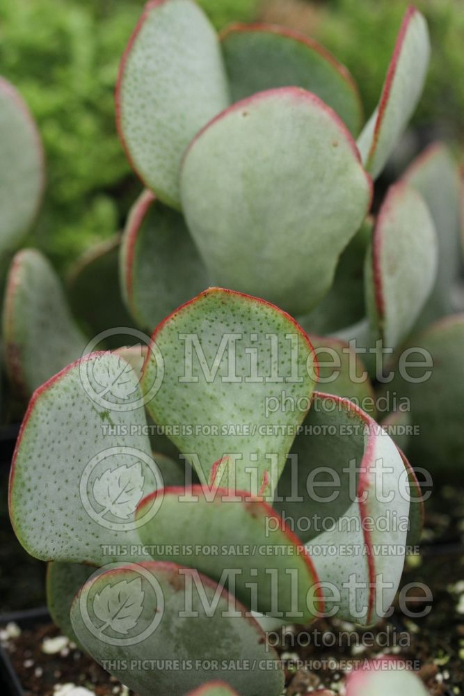 Crassula arborescens (Crassula cactus) 1 