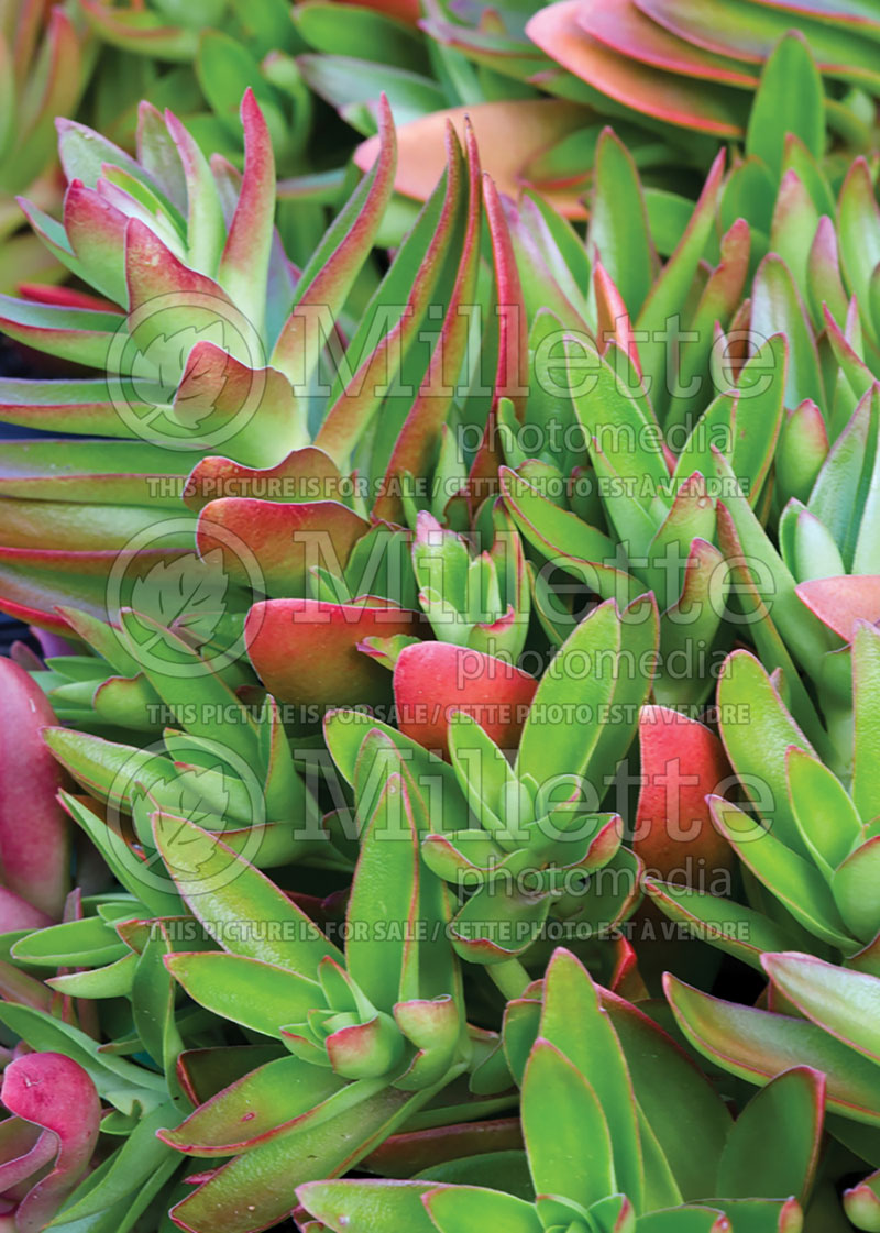 Crassula Campfire (Crassula) 3 