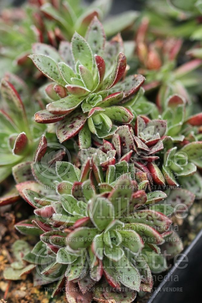 Crassula Red Pagoda (Crassula) 1 