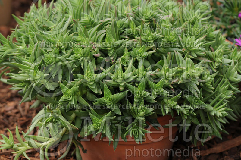 Crassula Shark's Tooth (Crassula succulent) 2