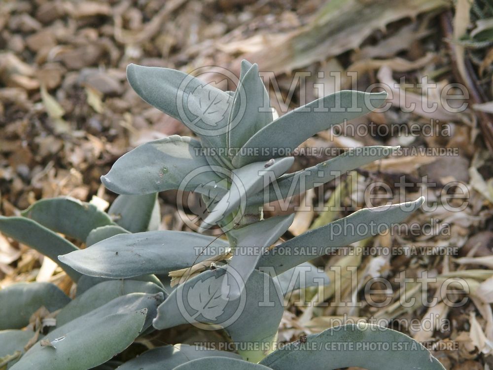 Crassula falcata (Airplane plant crassula) 1 