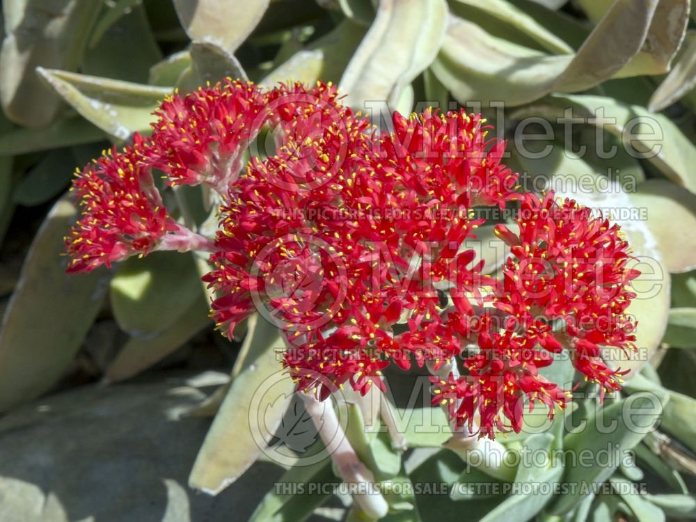 Crassula falcata (Airplane plant crassula) 2 