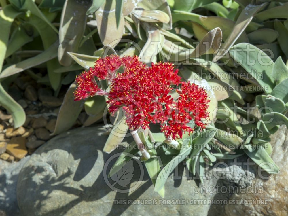 Crassula falcata (Airplane plant crassula) 3 