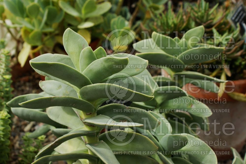 Crassula falcata (Airplane plant crassula) 5 