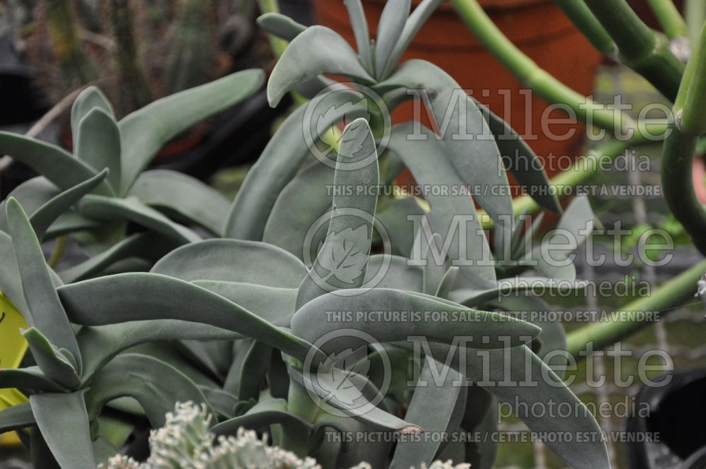 Crassula falcata (Airplane plant crassula) 4 