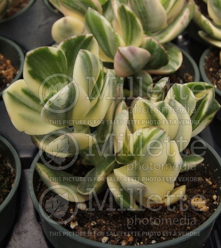 Crassula Variegata (Crassula Jade plant) 2 