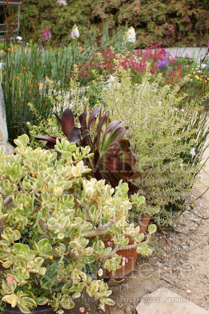 Crassula perforata variegata (Crassula succulent) 3