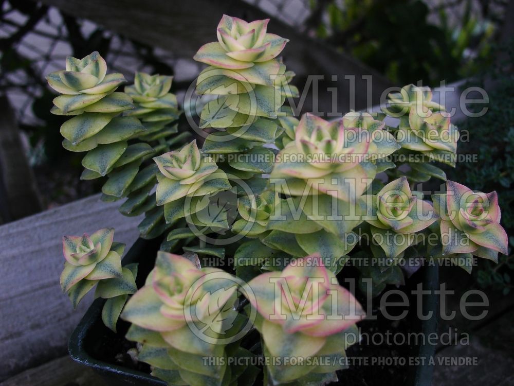 Crassula perforata variegata (Crassula succulent) 2