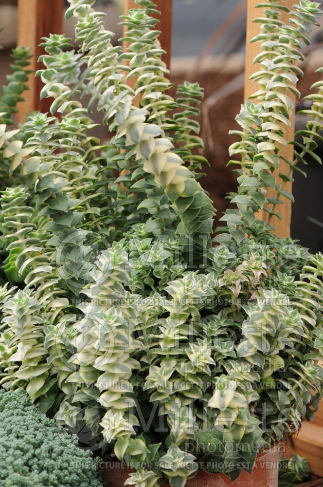 Crassula perforata variegata (Crassula succulent) 1