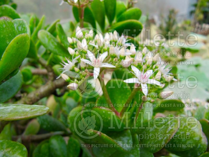 Crassula rubricaulis (red-stem crassula) 1 