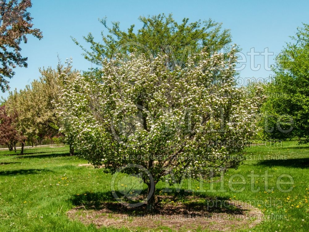 Crataegus intricata (Entangled Hawthorn) 1 