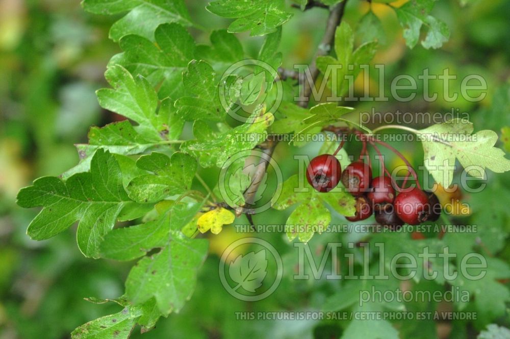 Crataegus monogyna (Hawthorn) 4 