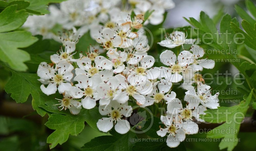 Crataegus monogyna (Hawthorn) 3 