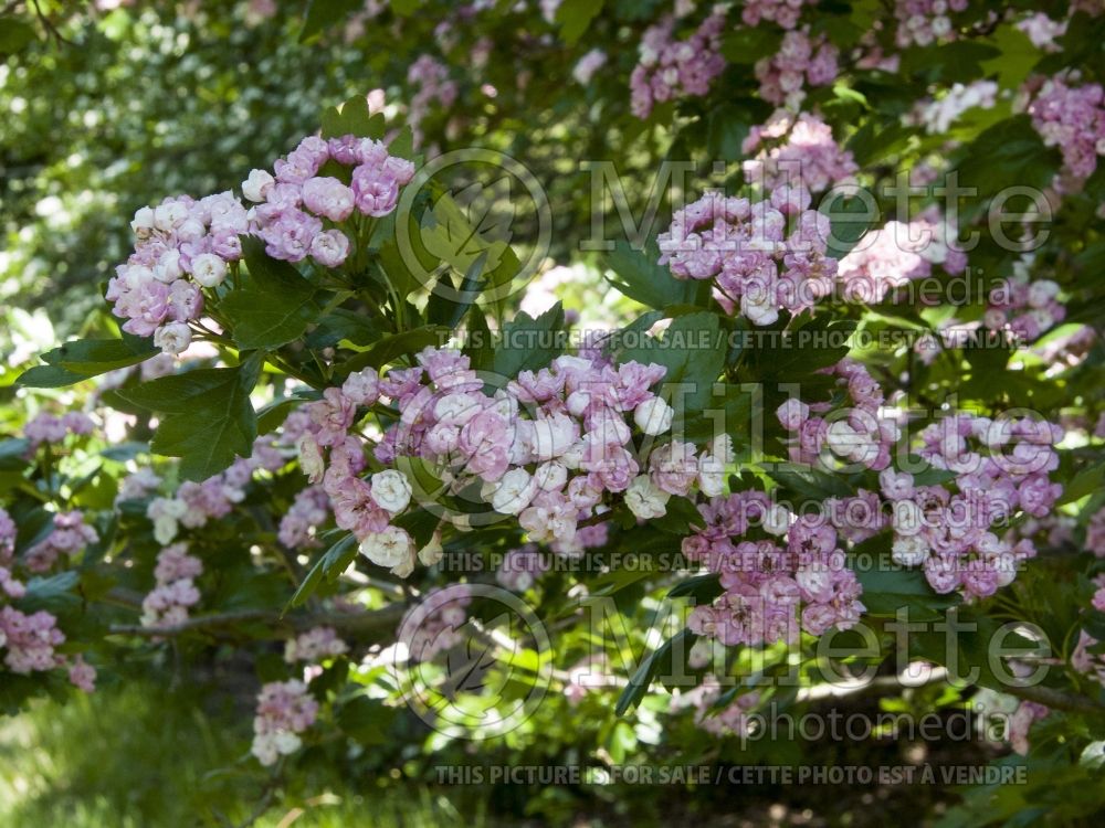 Crataegus Toba (Hawthorn) 6 