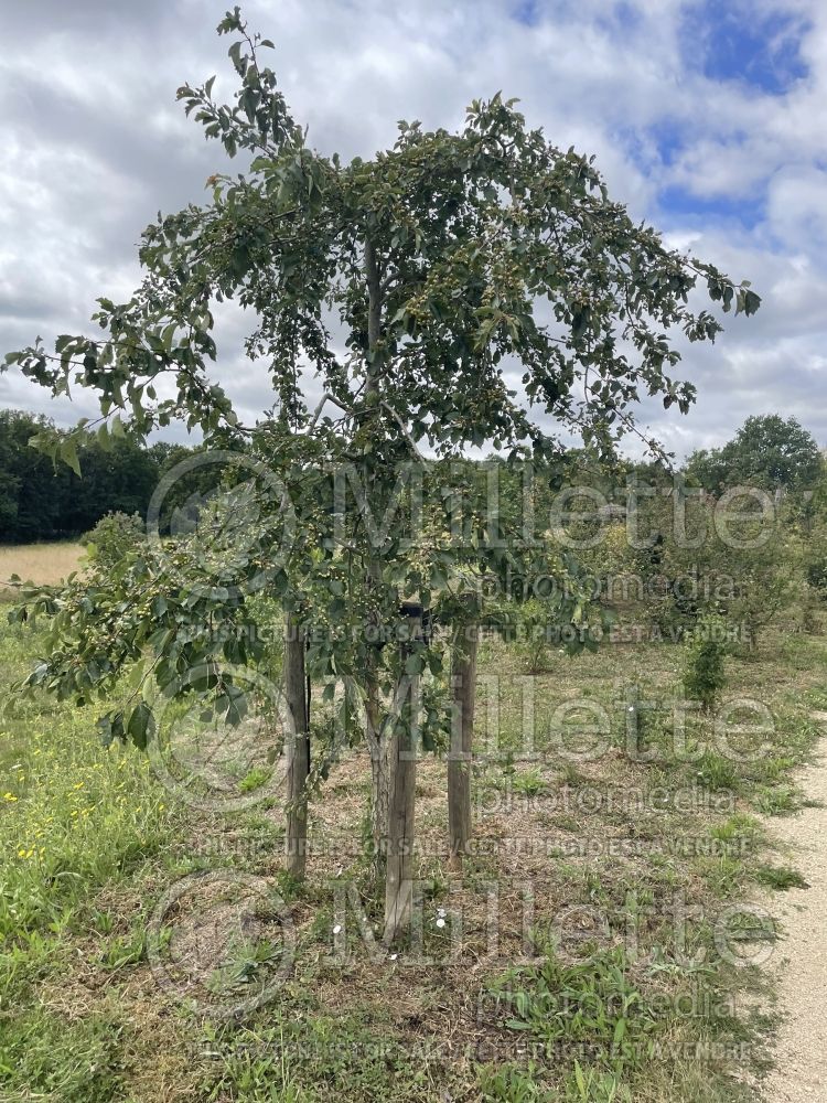 Crataegus nitida (Hawthorn) 1